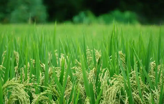 大豆的高产种植方法